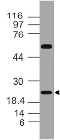 FGF20 Antibody