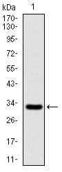 CSPG4 / NG2 Antibody (aa2247-2308, clone 7G4E5)