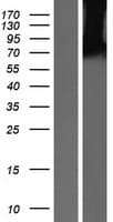Human STXBP1 / MUNC18-1 Protein (Over-Expression Lysate Myc-DDK (Flag))