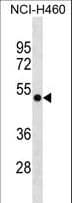 GTPBP3 Antibody (aa293-320)