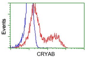 Monoclonal Mouse anti-Human CRYAB / Alpha B Crystallin Antibody (clone OTI2A1, IHC, IF, WB)