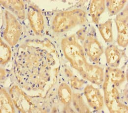 NATO3 / FERD3L Antibody