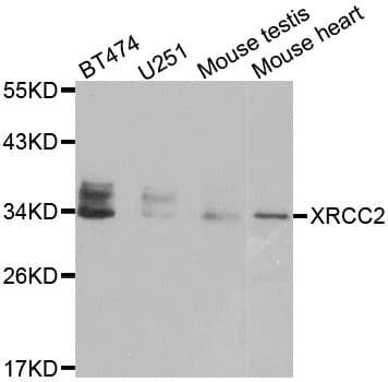 XRCC2 Antibody