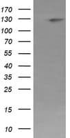 PIK3CG / PI3K Gamma Antibody (clone OTI6D1)