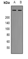 EP300 / p300 Antibody (Internal)