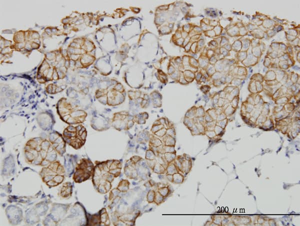 IQGAP1 Antibody (clone 2C5)