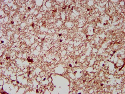 NRCAM Antibody