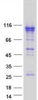 Human OSBPL5 Protein (Recombinant Myc-DDK (Flag))