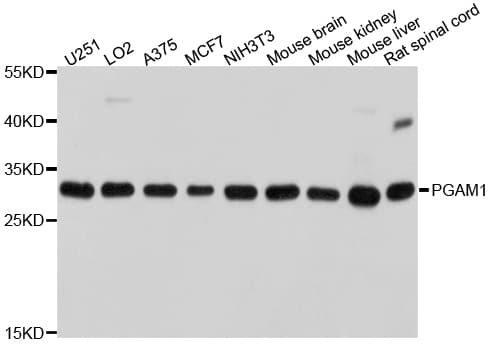 PGAM1 Antibody