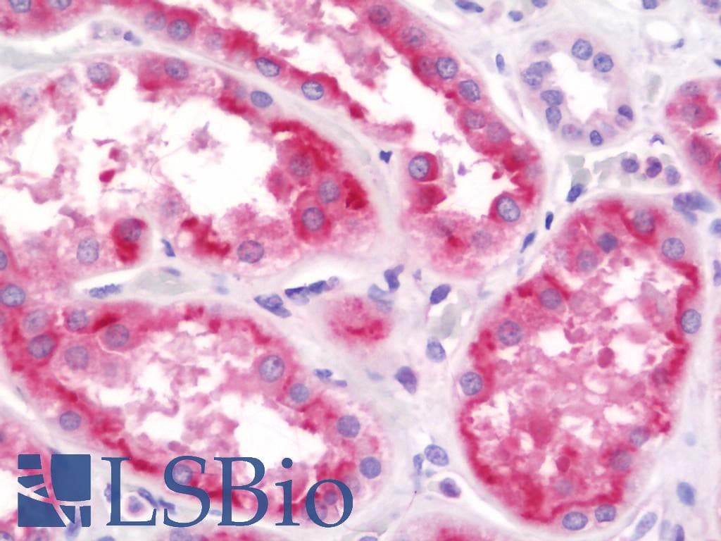 IHC-plus™ LRG1 / LRG Antibody