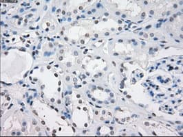 CD32A Antibody (clone OTI9G5)