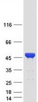 Human CEP41 / TSGA14 Protein (Recombinant Myc-DDK (Flag))