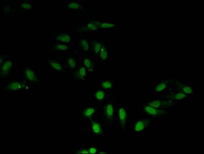 HIST1H3A Antibody