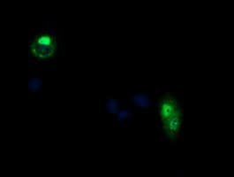 CCT8L2 Antibody (clone OTI1F7)