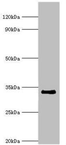RAD1 Antibody (aa1-282)