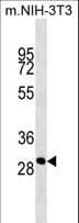 Monoclonal Mouse anti-Human CTG-B45d / THAP11 Antibody (aa165-193, WB)