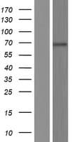 KLHL35 Protein (Over-Expression Lysate Myc-DDK (Flag))