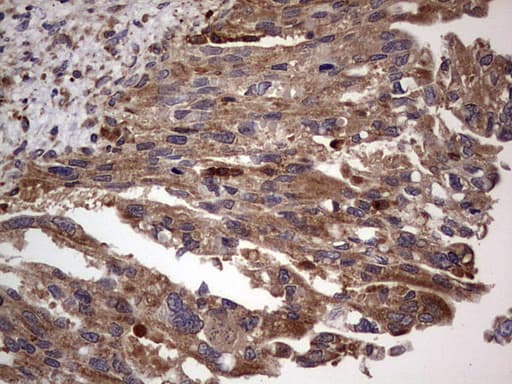 DOCK8 Antibody (aa832-1160, clone OTI4H10)