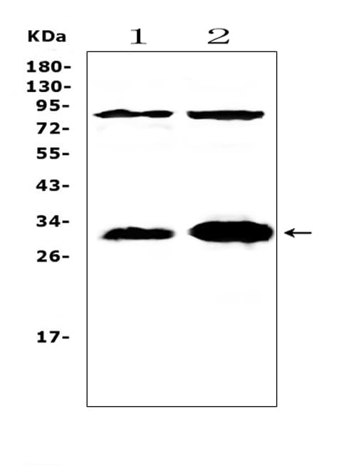Polyclonal Rabbit anti-Rat IL-33 Antibody (IHC, WB)