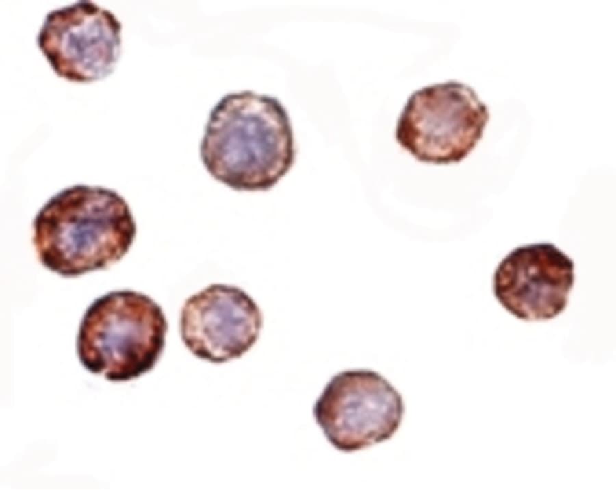 IHC-plus™ ATG16L1 / ATG16L Antibody