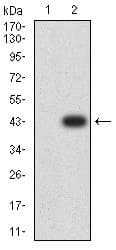 PRKAB2 / AMPK Beta 2 Antibody (clone 7A8C3)