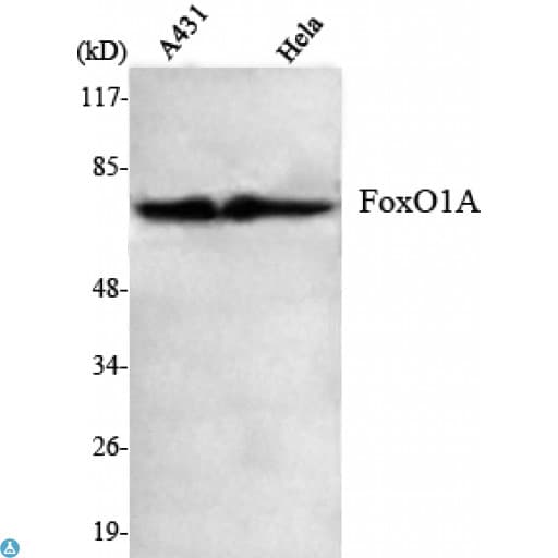 FOXO1 / FKHR Antibody
