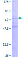 Human MCHR1 Protein (Recombinant GST)