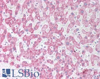 IHC-plus™ BTN3A1 / CD277 Antibody