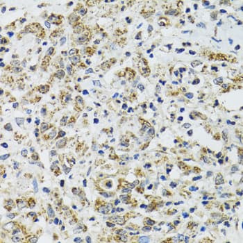 TXN2 / Thioredoxin 2 Antibody