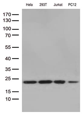 RBM8A / Y14 Antibody (aa2-174, clone OTI10B10, Carrier-free)