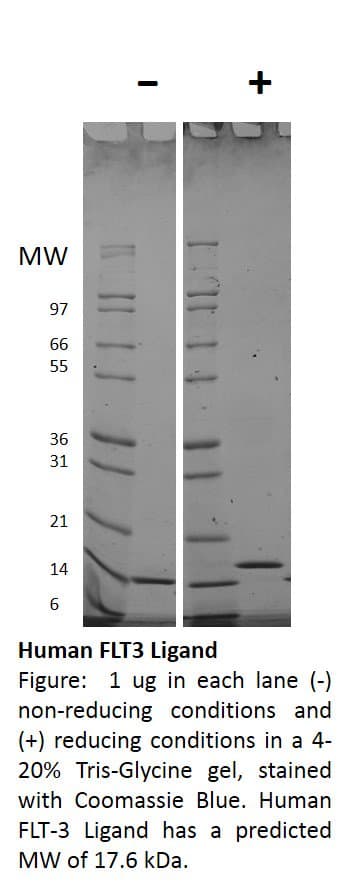 Human FLT3LG / Flt3 Ligand Protein (Recombinant)