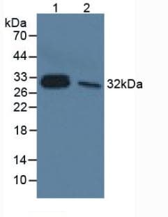 IL-33 Antibody (APC)