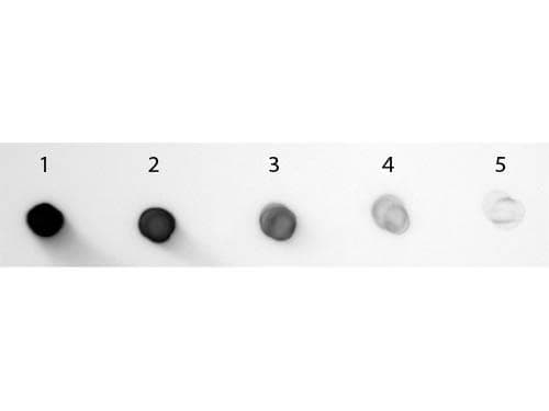 Polyclonal Goat Anti-Guinea Pig IgG Fc Secondary Antibody (AP, IHC, WB)