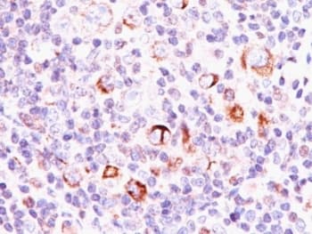 BCL2L1 / BCL-XL Antibody (aa3-14, clone SPM337, Azide-free, BSA-free)