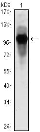 IHC-plus™ ARNTL / BMAL1 Antibody (clone 1C5)