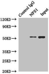 Polyclonal Rabbit anti-Human NFS1 Antibody (IHC, WB)