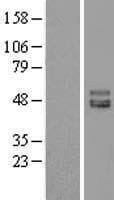 ISLR Protein (Over-Expression Lysate Myc-DDK (Flag))