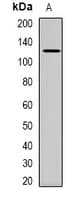 Polyclonal Rabbit anti-Human USP48 Antibody (Internal, IHC, WB)