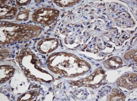 TAPBPL / TAPBPR Antibody (clone OTI5D7, Carrier-free)