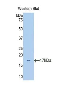 VNN1 Antibody (aa390-503)