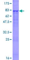 Human CERCAM Protein (Recombinant GST)