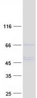 Human EFCAB14 Protein (Recombinant Myc-DDK (Flag))