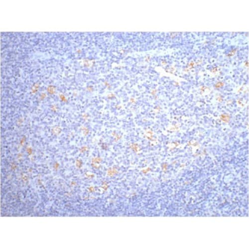 CD68 Antibody (clone 6F3)
