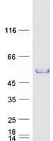 Human SYT4 Protein (Recombinant Myc-DDK (Flag))