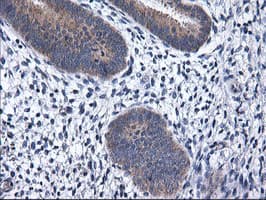 Monoclonal Mouse anti-Human RGS16 Antibody (clone OTI4F9, IHC, WB)
