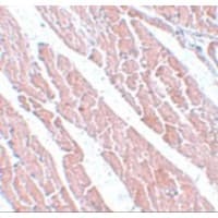 Polyclonal Rabbit anti-Human TMEM184C Antibody (IHC, IF, WB)