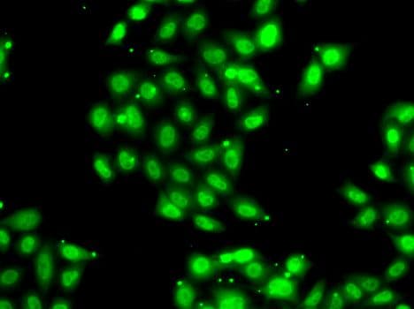 PIAS3 Antibody