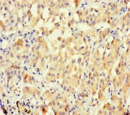 MUCL1 Antibody