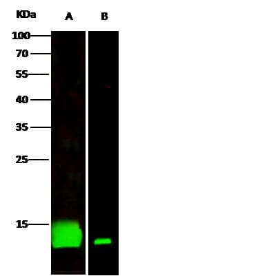 CSTB / Cystatin B / Stefin B Antibody (Preservative Free)