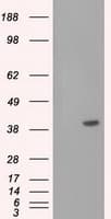 Monoclonal Mouse anti-Human Basigin / Emmprin / CD147 Antibody (clone OTI4E11, IHC, IF, WB)